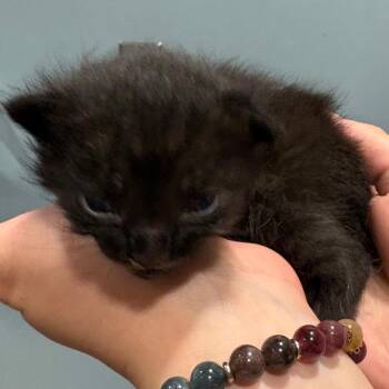 Pugsley -  Domestic Short Hair Cat for Adoption in Chattanooga, Tennessee - Pugsley | PetCurious