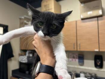 TACO -  Domestic Medium Hair Cat for Adoption in Modesto, California - TACO | PetCurious
