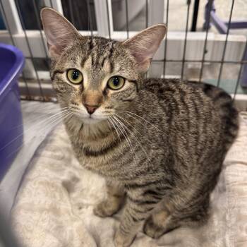 Domestic Short Hair Cats Available for Adoption in Mokena, Illinois - Luna June | PetCurious