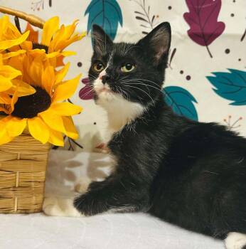 Sylvester -  Domestic Short Hair Cat for Adoption in Groveland, Massachusetts - Sylvester | PetCurious
