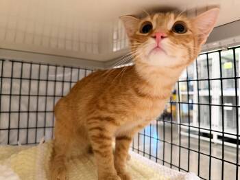 Seemba -  Domestic Short Hair Cat for Adoption in Raleigh, North Carolina - Seemba | PetCurious