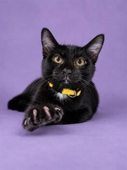 FLYNN -  Domestic Short Hair Cat for Adoption in Westminster, Maryland - FLYNN | PetCurious
