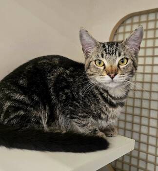 Rescue Bengal and Tabby Cats for Adoption in Los Angeles, California - Scooter (gf) | PetCurious