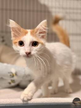 Duncan -  Domestic Medium Hair Cat for Adoption in Sanford, Florida - Duncan | PetCurious