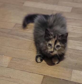 Bella -  Domestic Short Hair and Domestic Long Hair Cat for Adoption in Plumerville, Arkansas - Bella | PetCurious