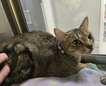 Domestic Short Hair Cats Available for Adoption in Dickson, Tennessee - Sorbet | PetCurious