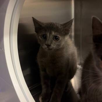 Mirage -  Domestic Short Hair Cat for Adoption in Council Bluffs, Iowa - Mirage | PetCurious
