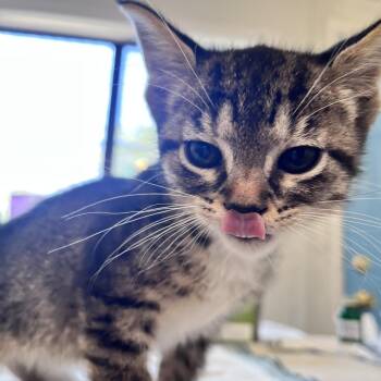 Cece Houston -  Domestic Short Hair Cat for Adoption in Denver, Colorado - Cece Houston | PetCurious