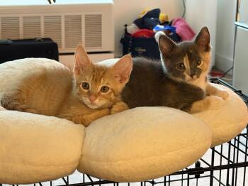 Chicken & Turkey -  Domestic Short Hair Cat for Adoption in New York, New York - Chicken & Turkey | PetCurious