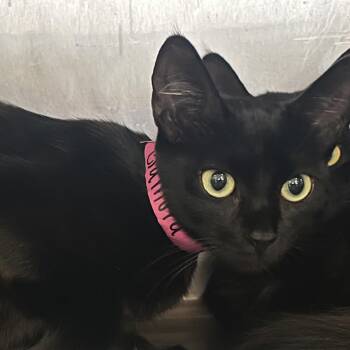 Domestic Short Hair Cats Available for Adoption in Lakeland, Florida - Gamora | PetCurious