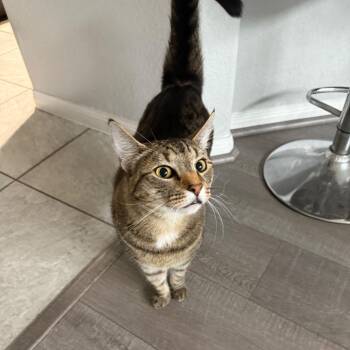 Domestic Short Hair Cats Available for Adoption in Houston, Texas - Mambo | PetCurious