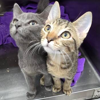 Roo -  Domestic Short Hair Cat for Adoption in Spokane, Washington - Roo | PetCurious