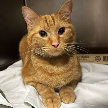 Domestic Short Hair Cats Available for Adoption - Tangerine | PetCurious