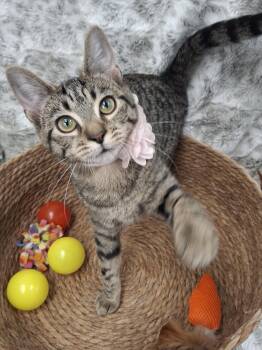 Wren -  Domestic Short Hair and Tabby Cat for Adoption in Yorba Linda, California - Wren | PetCurious