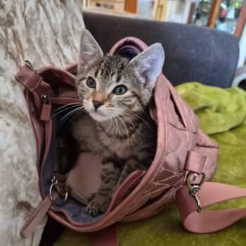 Brook -  Domestic Short Hair Cat for Adoption in Albert Lea, Minnesota - Brook | PetCurious