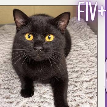 Anna -  Domestic Short Hair Cat for Adoption in Concord, North Carolina - Anna | PetCurious