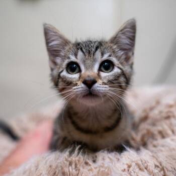 Honey Bun -  Domestic Short Hair Cat for Adoption in Gainesville, Georgia - Honey Bun | PetCurious