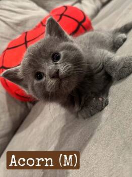Acorn -  Domestic Short Hair Cat for Adoption in Hamilton, Ohio - Acorn | PetCurious