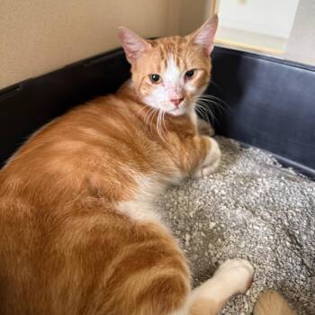 Domestic Short Hair Cats Available for Adoption in Houston, Texas - Donovan | PetCurious