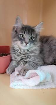 Domestic Long Hair Cats Available for Adoption in Windsor, Connecticut - 103-Barber - Adopt With Ken | PetCurious