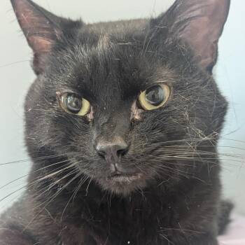 Sir Bonkers -  Domestic Short Hair Cat for Adoption in Watertown, New York - Sir Bonkers | PetCurious