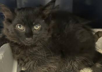 PHOEBE* -  Domestic Medium Hair Cat for Adoption in Santa Cruz, California - PHOEBE* | PetCurious