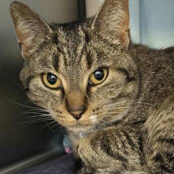 Domestic Short Hair Cats Available for Adoption in Lansing, Michigan - Pebbles  | PetCurious