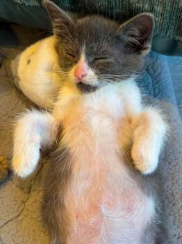 Knuckles -  Domestic Short Hair Cat for Adoption in Chicago, Illinois - Knuckles | PetCurious