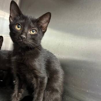 Chocolatey Poof -  Domestic Short Hair Cat for Adoption in Carencro, Louisiana - Chocolatey Poof | PetCurious