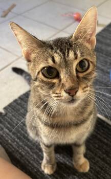 Rescue Domestic Short Hair Cats for Adoption in Dallas, Texas - Margarine | PetCurious