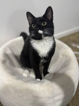 Domestic Short Hair Cats Available for Adoption in Pompano Beach, Florida - Tipsy | PetCurious