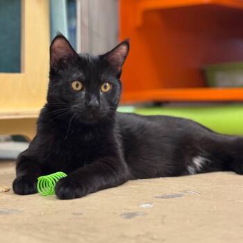 Melvin -  Domestic Short Hair Cat Available for Adoption in Morgan Hill, California - Melvin | PetCurious