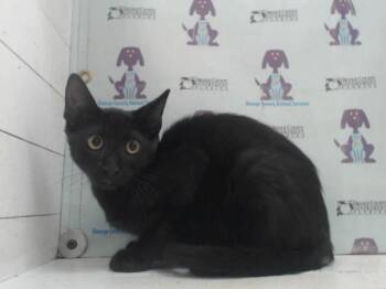A599272 -  Domestic Short Hair Cat for Adoption in Orlando, Florida - A599272 | PetCurious
