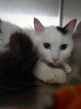 Bo Cieves -  Domestic Short Hair Cat for Adoption in Homer, Alaska - Bo Cieves | PetCurious