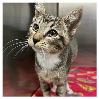 Crumbles -  Domestic Short Hair Cat for Adoption in Redwood City, California - Crumbles | PetCurious