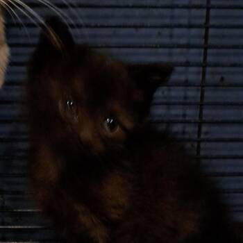 Dixie -  Domestic Short Hair Cat for Adoption in Green Forest, Arkansas - Dixie | PetCurious