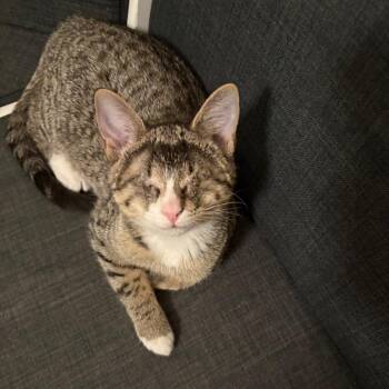 Domestic Short Hair Cats Available for Adoption - Felix | PetCurious