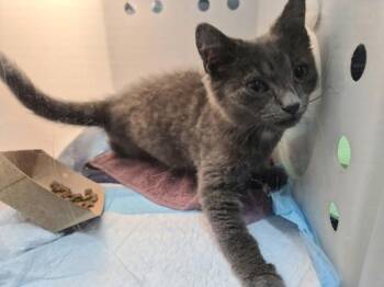 Mistletoe -  Domestic Short Hair Cat for Adoption - Mistletoe | PetCurious