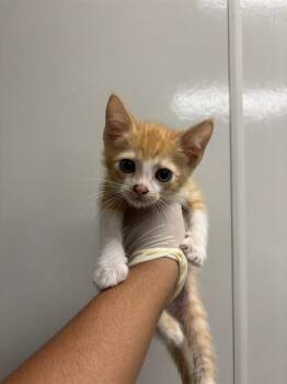 OLIVER -  Domestic Short Hair Cat for Adoption in Ontario, California - OLIVER | PetCurious