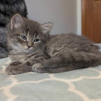 Domestic Long Hair Cats Available for Adoption in Gloucester, Virginia - Cupid Shuffle | PetCurious