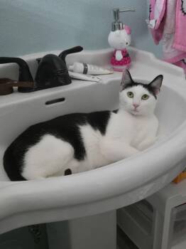 Thor -  Domestic Short Hair Cat for Adoption in Plumerville, Arkansas - Thor | PetCurious
