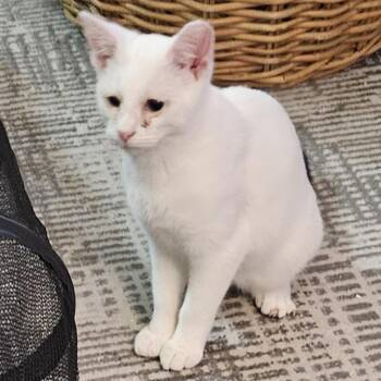 Rescue Domestic Short Hair Cats for Adoption in Chicago, Illinois - Snowball & Zoomie, Bonded Pair | PetCurious