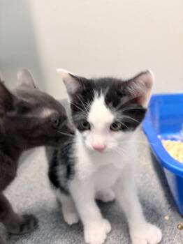 Scrumpsh -  Domestic Short Hair Cat for Adoption in Fort Collins, Colorado - Scrumpsh | PetCurious
