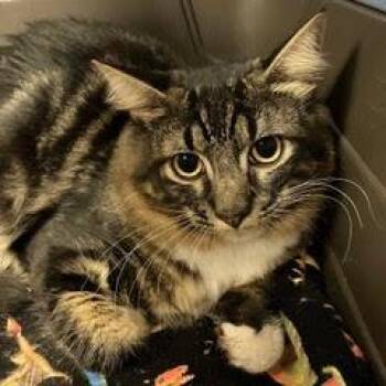 Cobalt -  Tabby Cat for Adoption in Green Valley, Arizona - Cobalt | PetCurious