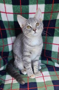 7168 (Slate) -  Domestic Short Hair Cat for Adoption in Lake City, Michigan - 7168 (Slate) | PetCurious