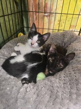 B.A.T 3908 -  Domestic Short Hair Cat for Adoption in Dallas, Texas - B.A.T 3908 | PetCurious