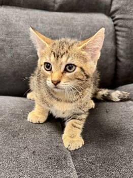 AshWood -  Domestic Short Hair Cat for Adoption in Midland, Michigan - AshWood | PetCurious