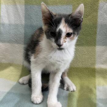 Lottie -  Domestic Short Hair Cat for Adoption in West Point, Mississippi - Lottie | PetCurious
