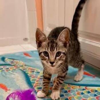 Connor -  Domestic Short Hair Cat Available for Adoption in Jupiter, Florida - Connor | PetCurious