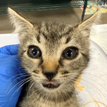 108675 -  Domestic Short Hair Cat for Adoption in Las Cruces, New Mexico - 108675 | PetCurious